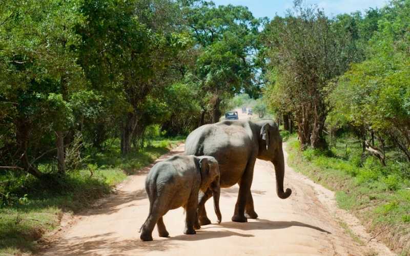 Best Wildlife Safaris in Sri Lanka You Can’t Miss